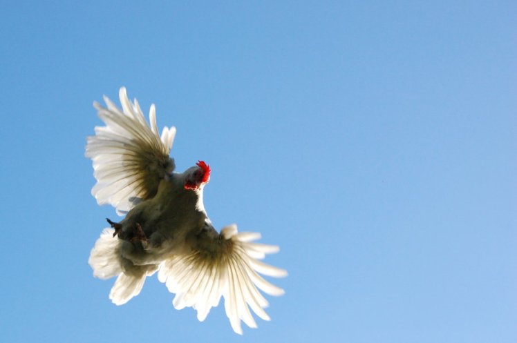flying chicken.jpg
