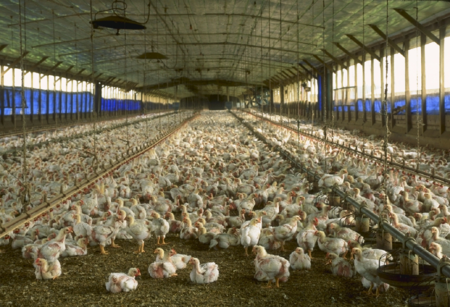 factory farm chickens.jpg