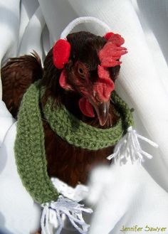 scarf chickne.jpg