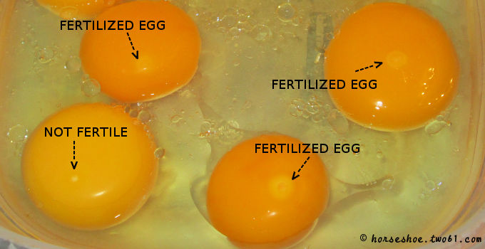 fertile egg.jpg